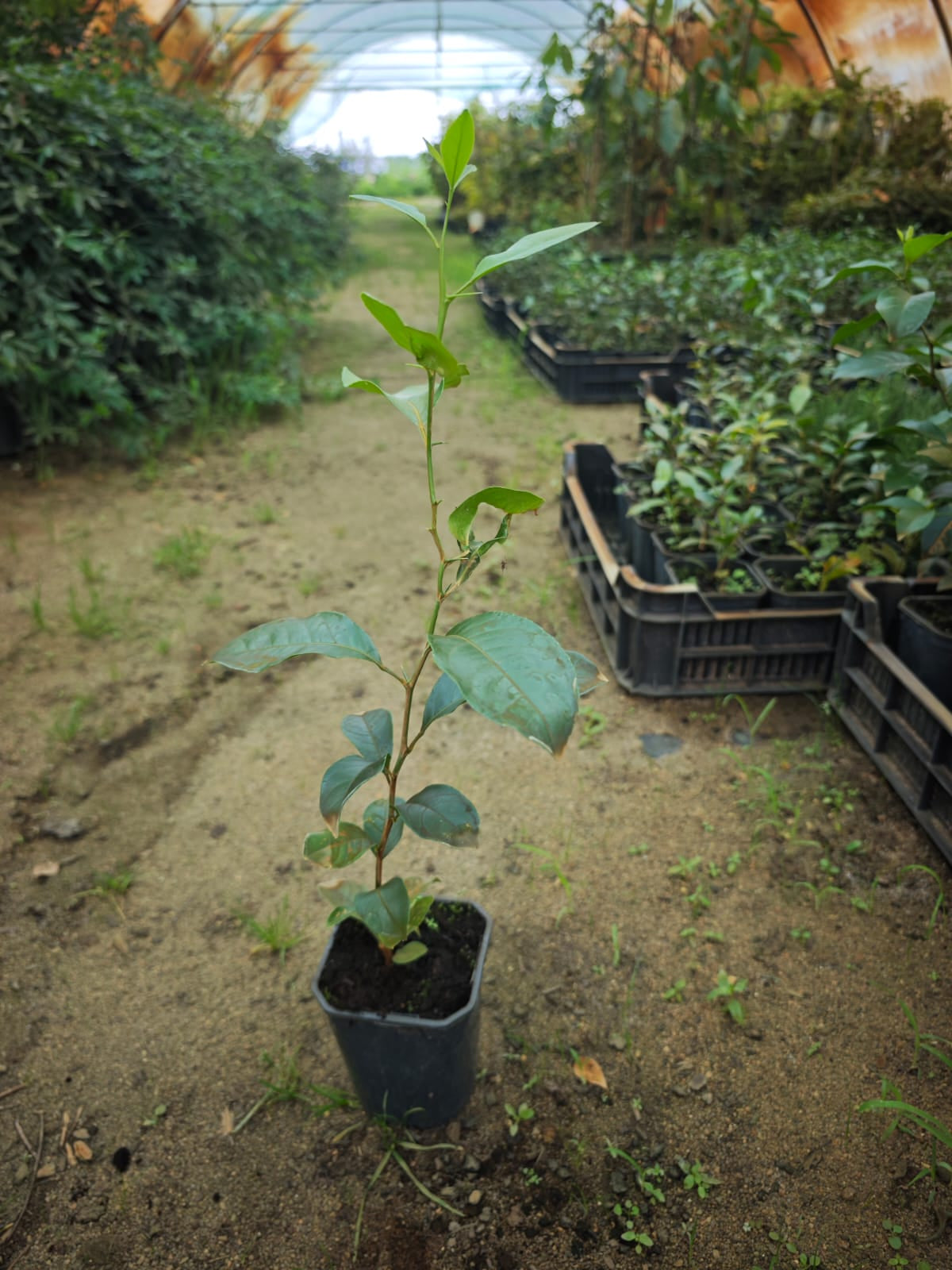 Lămâi Rezistent Volkamer (Citrus Volkameriana) - Pom 30-50 cm