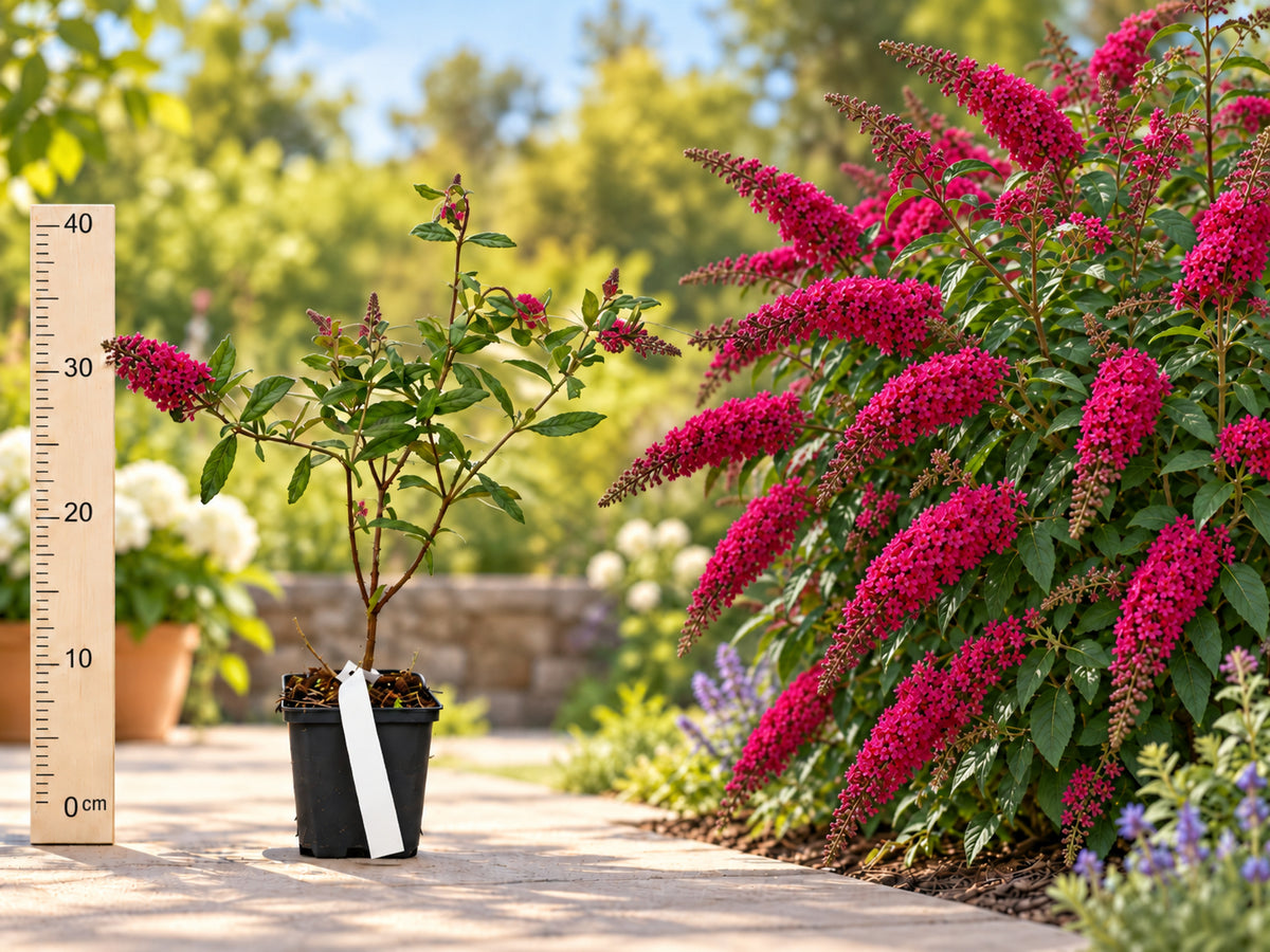 Liliac de Vară Roșu Royal Red (Buddleja) - Arbust ghiveci, 20-40 cm
