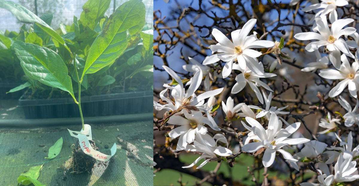 Magnolie Stelată Albă (Magnolia Stellata) - Butaș tânăr 5-10 cm