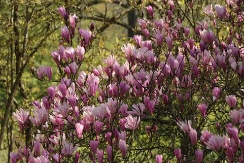 Magnolie Roz Betty (Magnolia Betty) - Butaș la ghiveci P9, 20-30 cm