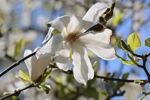 Magnolie Albă Merrill (Magnolia Loebneri) - Butaș la ghiveci P9, 20-30 cm
