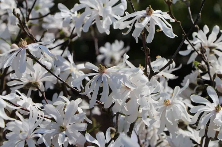 Magnolie Stelată Royal Star (Magnolia Stellata) - Butaș ghiveci P9, 20-30 cm