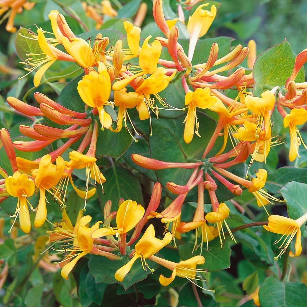 Mâna Maicii Domnului Aurie (Lonicera Tellmanniana) - Liană 5-10 cm