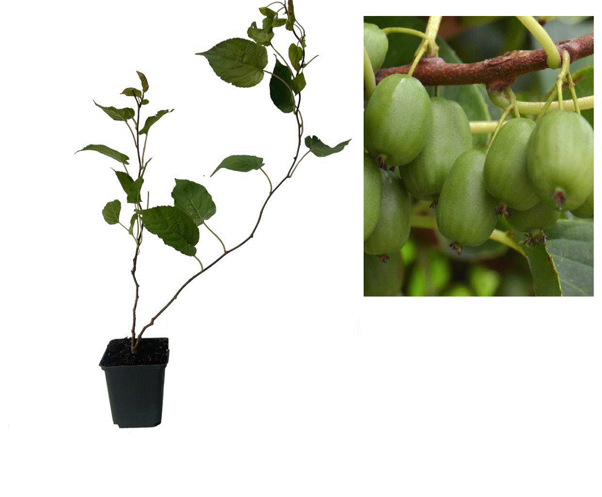 Mini Kiwi Dr. Szymanowski Autofertil (Actinidia Arguta) - Butaș 2 ani 20-30cm