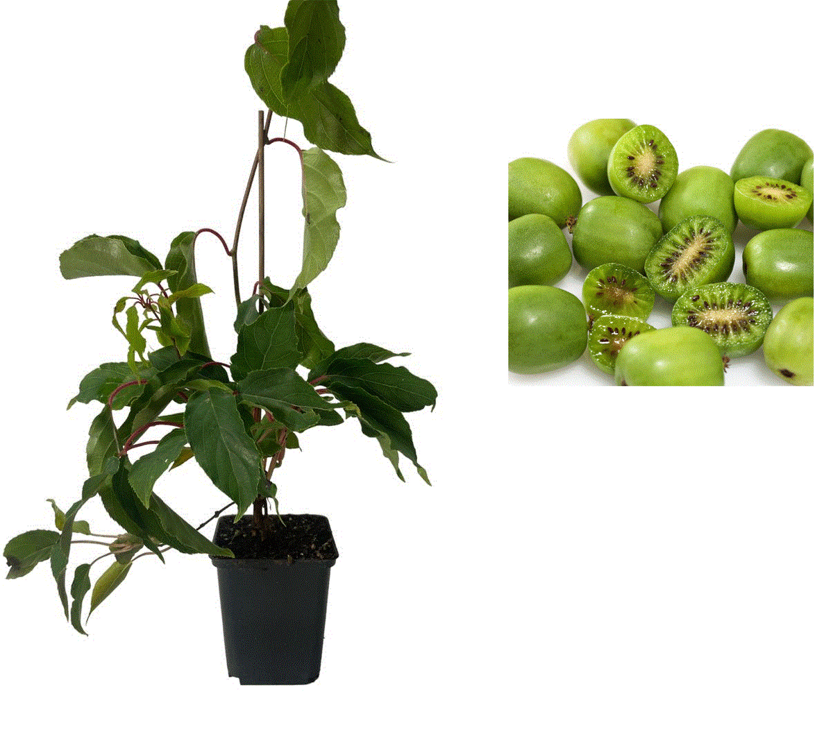 Mini Kiwi ISSAI Autofertil (Actinidia Arguta) - Butaș la ghiveci 20-30cm