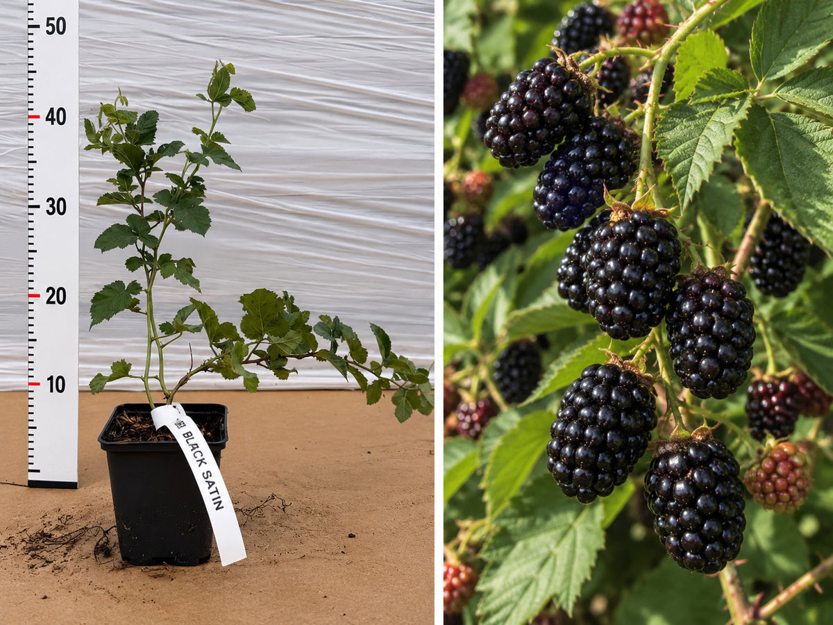 Mur Fără Spini Black Satin (Rubus Fruticosus) - Butaș ghiveci, 30-50 cm