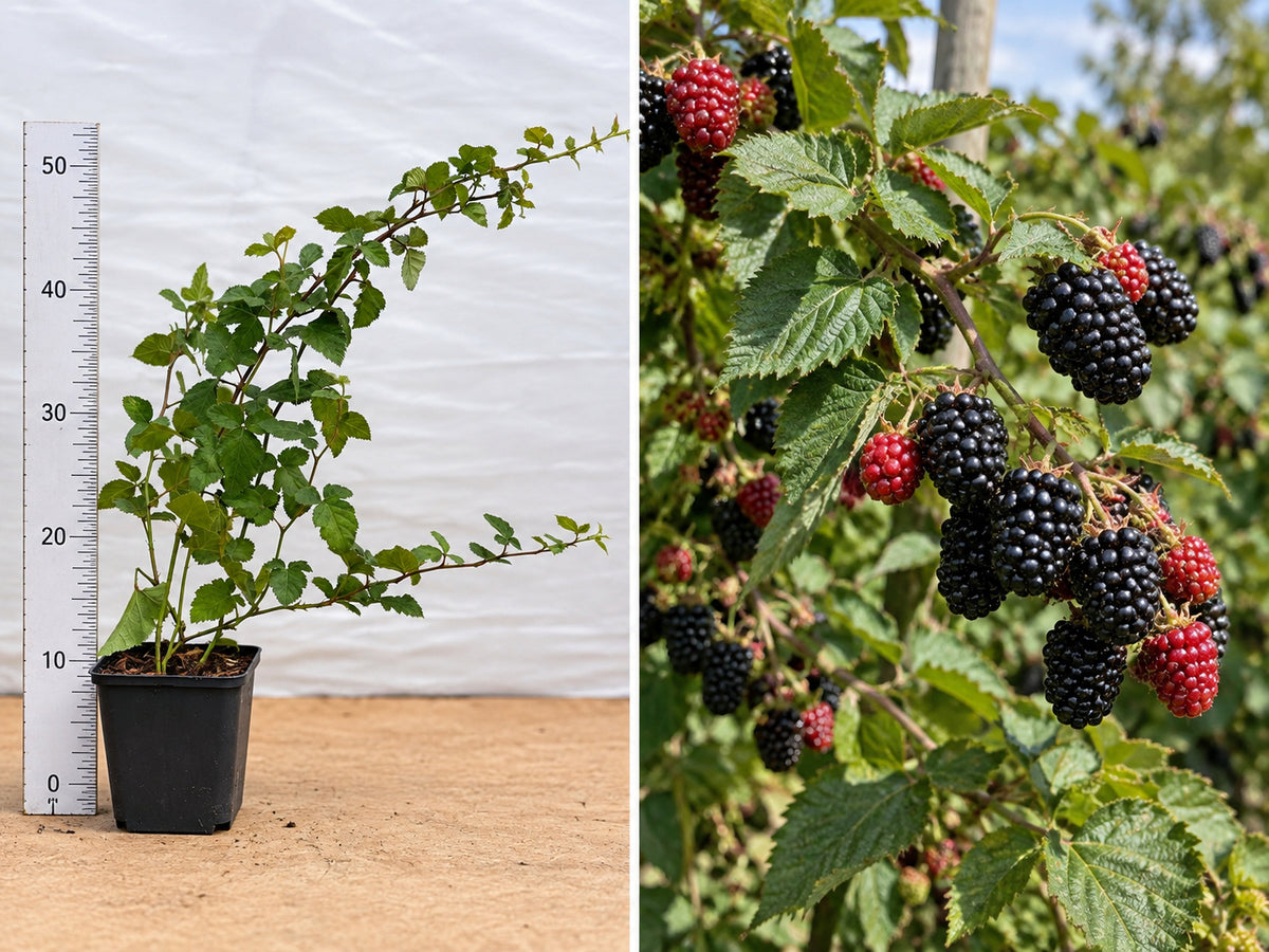 Mur Fără Spini Navaho Erect (Rubus) - Butaș ghiveci, 30-50 cm