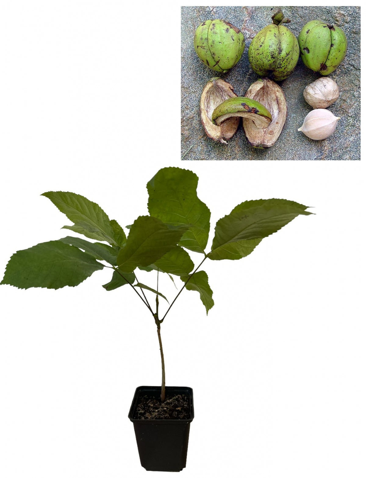 Nuc Aromat Shagbark (Carya Ovata) - Puiet 20-30 cm