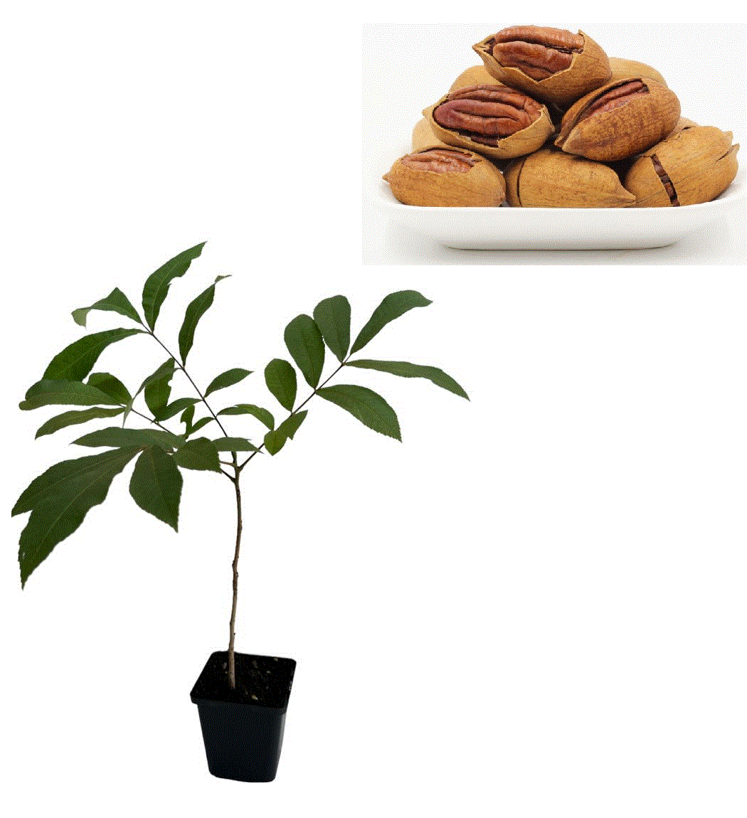 Nuc Pecan Carya Illinoinensis - nuci aromate , 40-70 cm