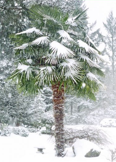 Palmier Morișcă Rezistent la Ger (Trachycarpus Fortunei) - Puiet 20-40 cm