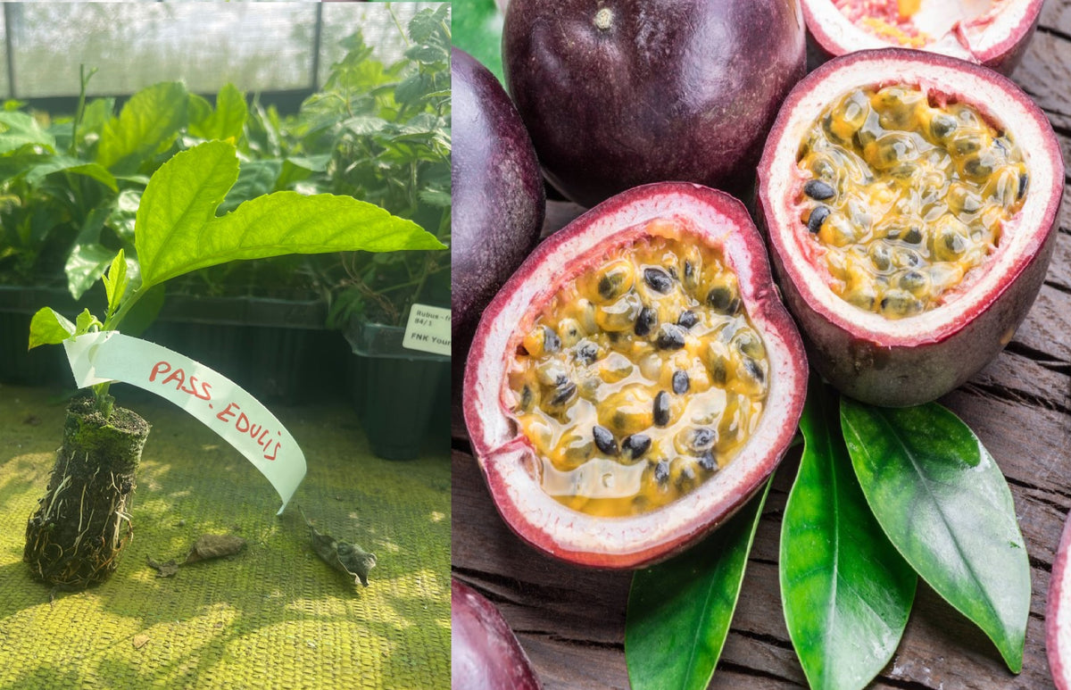 Fructul Pasiunii Maracuja (Passiflora Edulis) - Butaș liană 5-10 cm