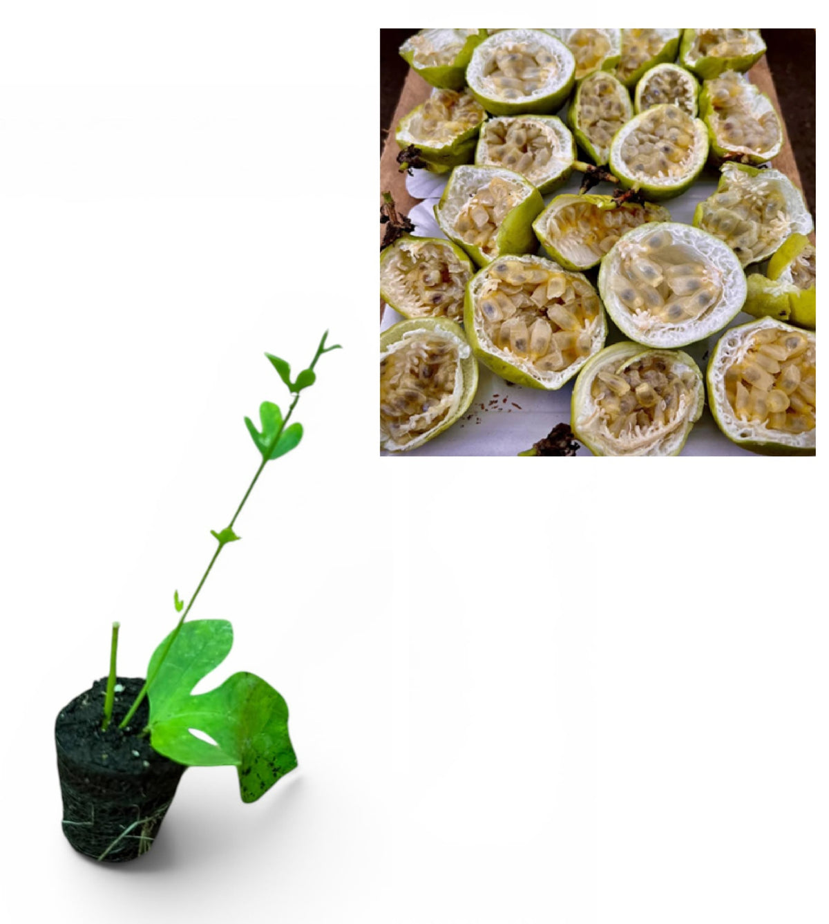 Floarea Pasiunii Albă Snowstar (Passiflora) - Butaș liană 10-20 cm