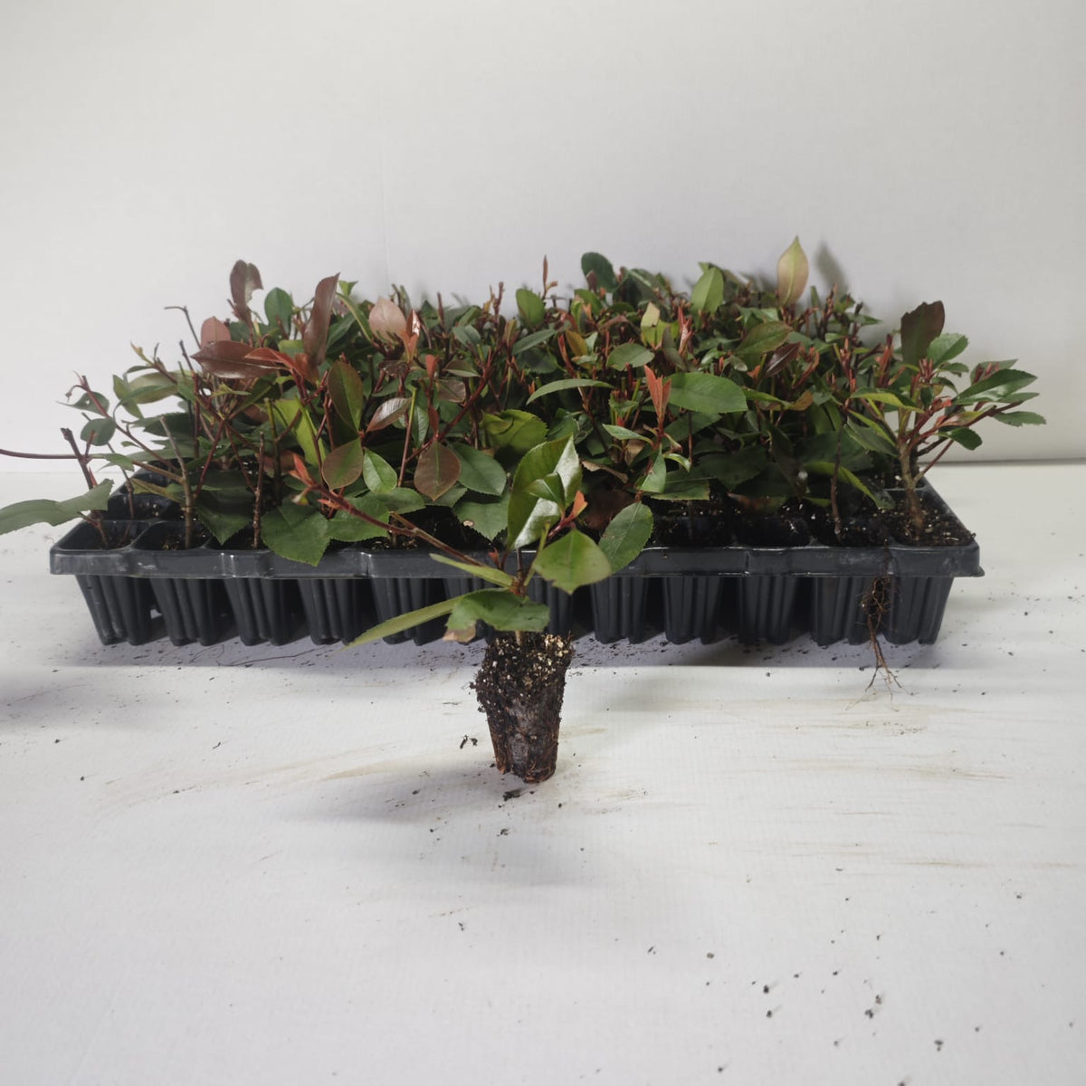 Photinia Fraseri Red Robin (Gard Viu) - Butași 5-10 cm