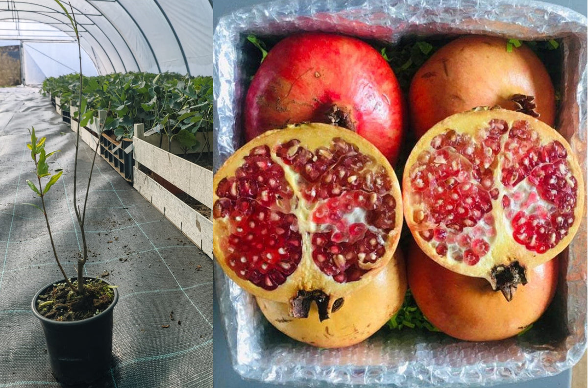 Rodiu Mollar de Elche Dulce (Punica Granatum) - Puiet 20-40 cm