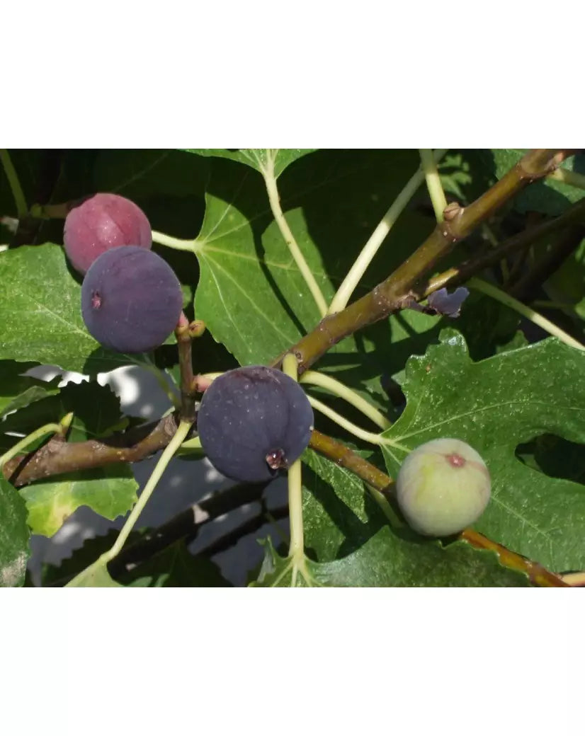 Smochin Sultane Roșu-Violet - Butaș roditor la ghiveci, 15-30 cm