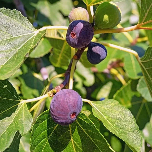 Smochin Petite d'Alger Violet - Puiet la ghiveci, 40-60 cm