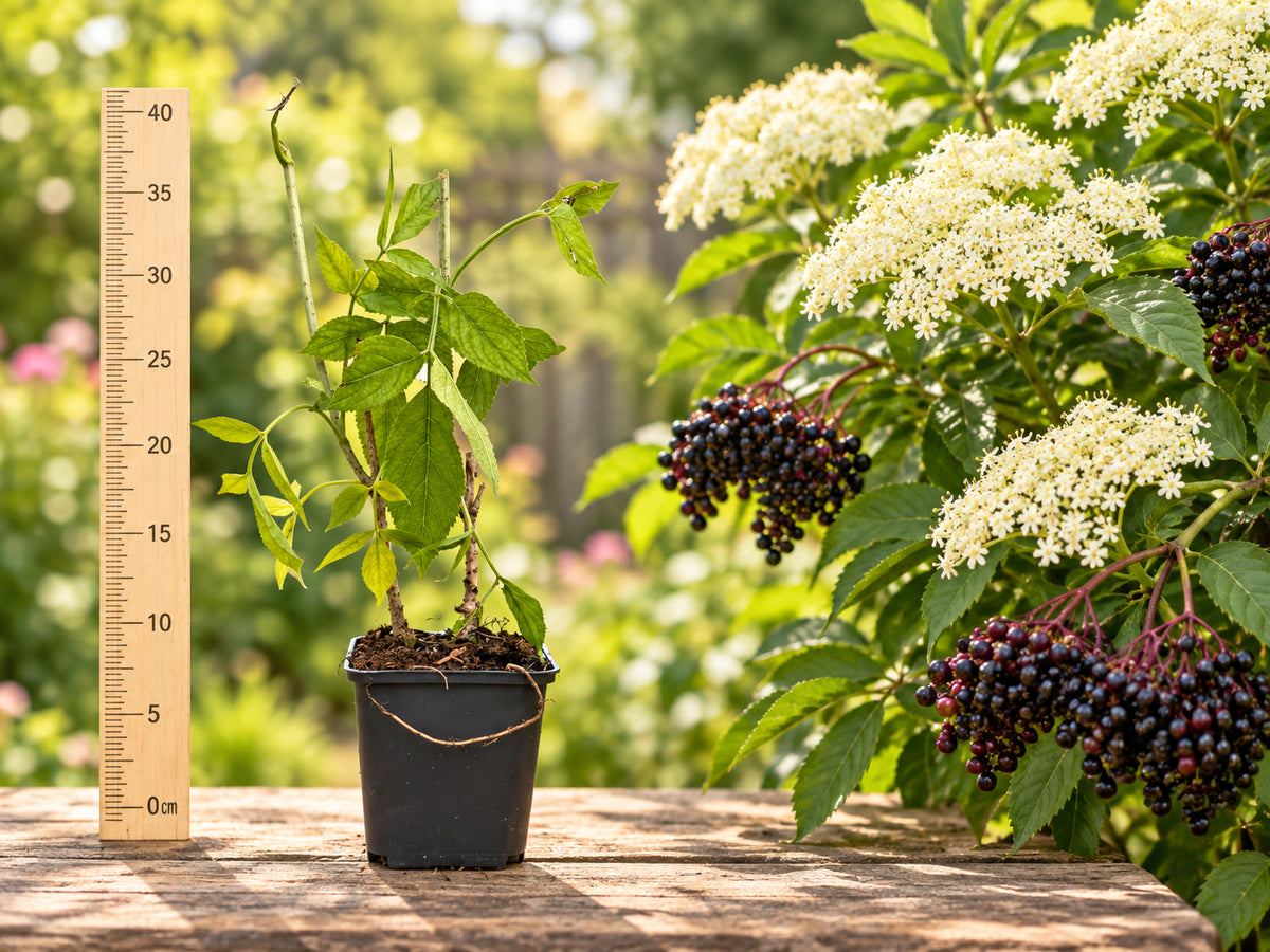 Soc Negru Fructifer Sampo (Sambucus Nigra) - Puiet 20-40 cm