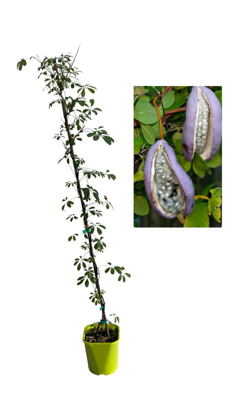 Viță de Ciocolată (Akebia Quinata) - Liană cățărătoare, 80-100 cm