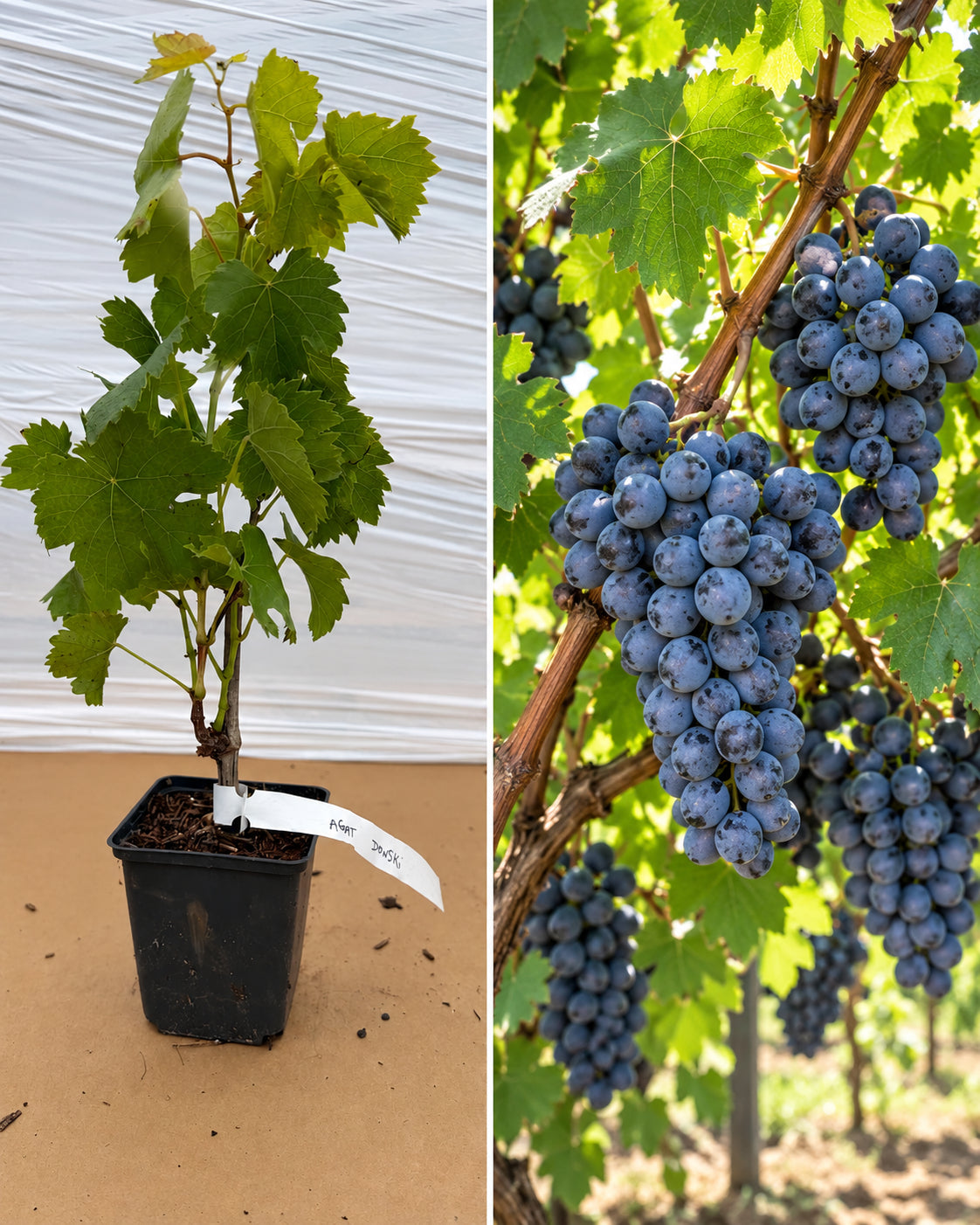 Viță de Vie de Masă Agat Donskoi - Butaș la ghiveci, 20-40 cm