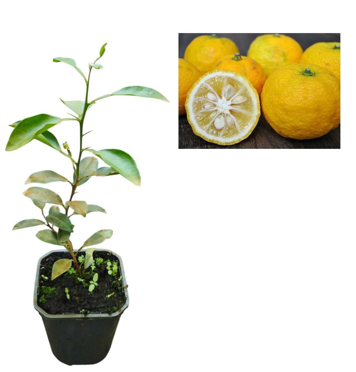 Lămâi Japonez Yuzu Rezistent la Ger (Citrus Junos) - Puiet 10-20 cm