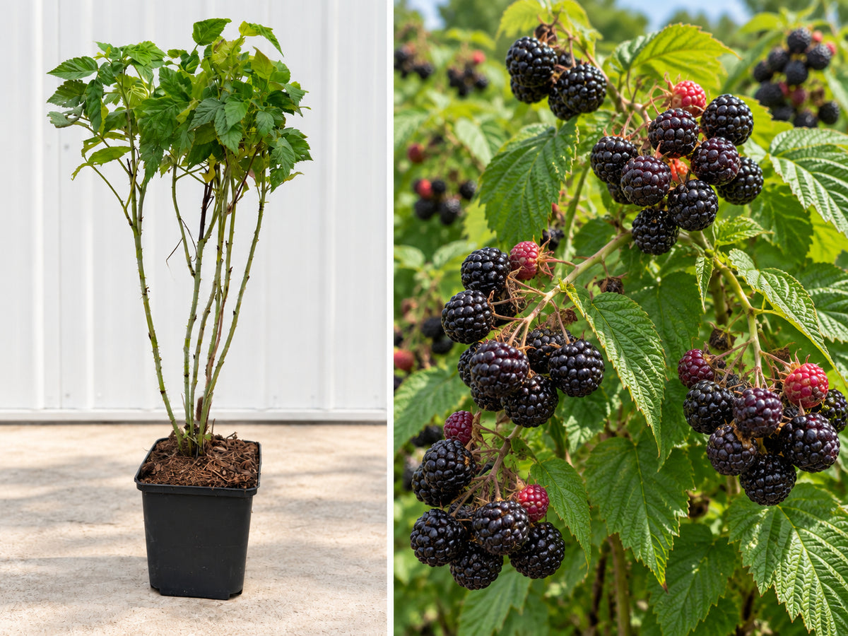 Zmeura Negra Black Jewel (Rubus Occidentalis) - Butaș la ghiveci, 20-40 cm