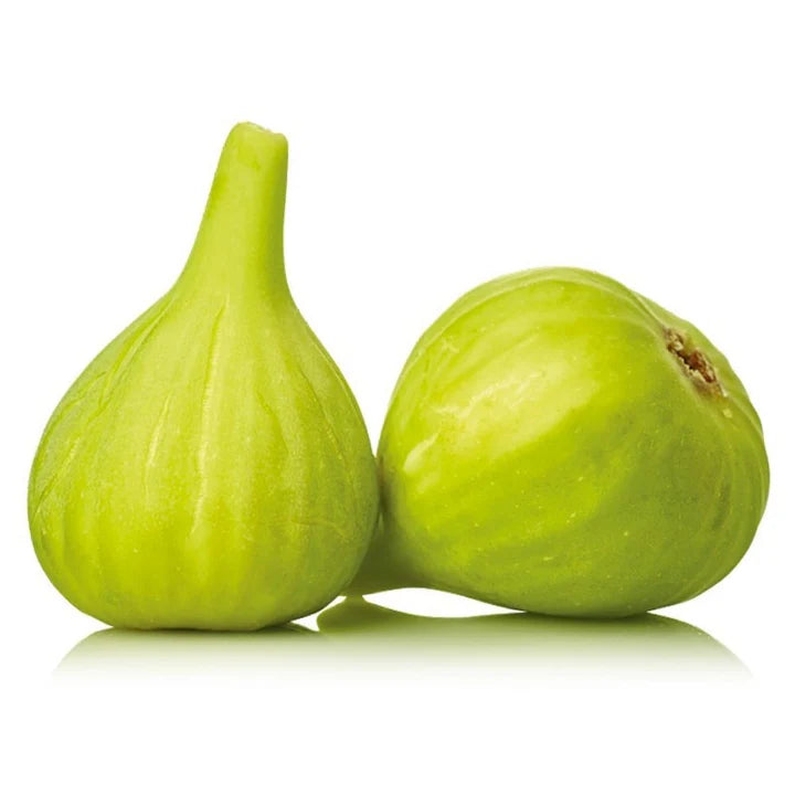 Smochin Blanche Galben-Verzui - Butaș aclimatizat la ghiveci, 15-30 cm