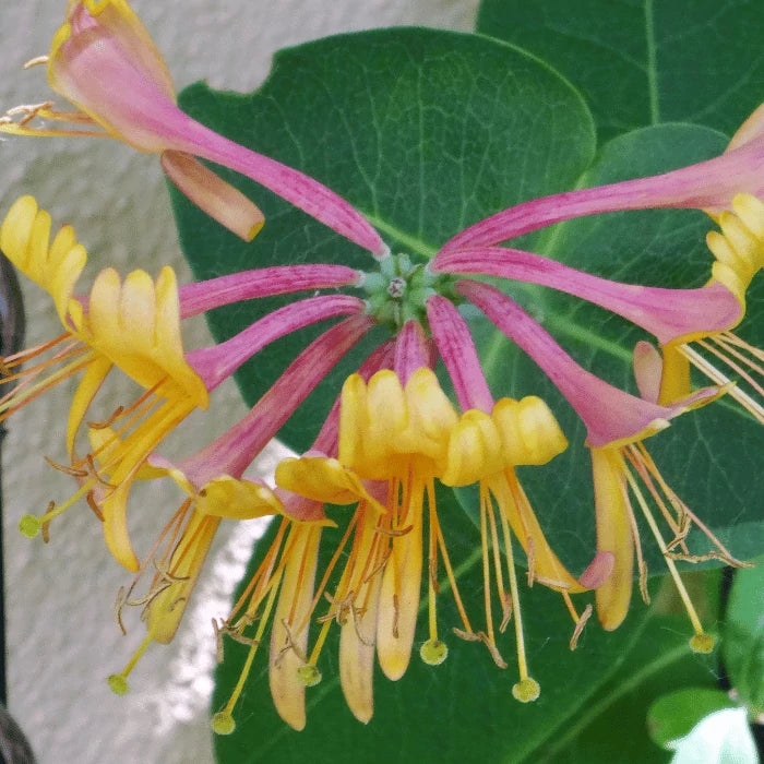 Mâna Maicii Domnului Goldflame Roz-Galben (Lonicera) - Liană 5-10 cm