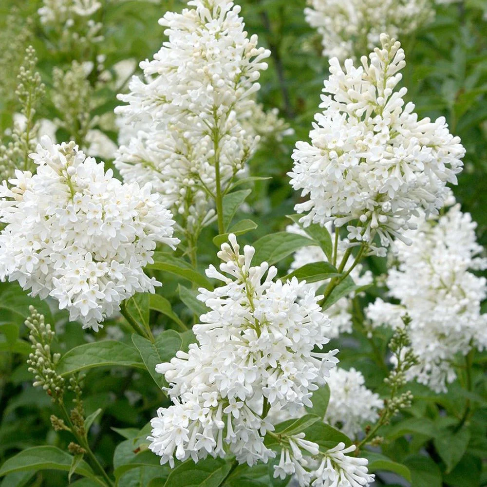 Liliac Alb Agnes Smith (Syringa) - Arbust parfumat la ghiveci