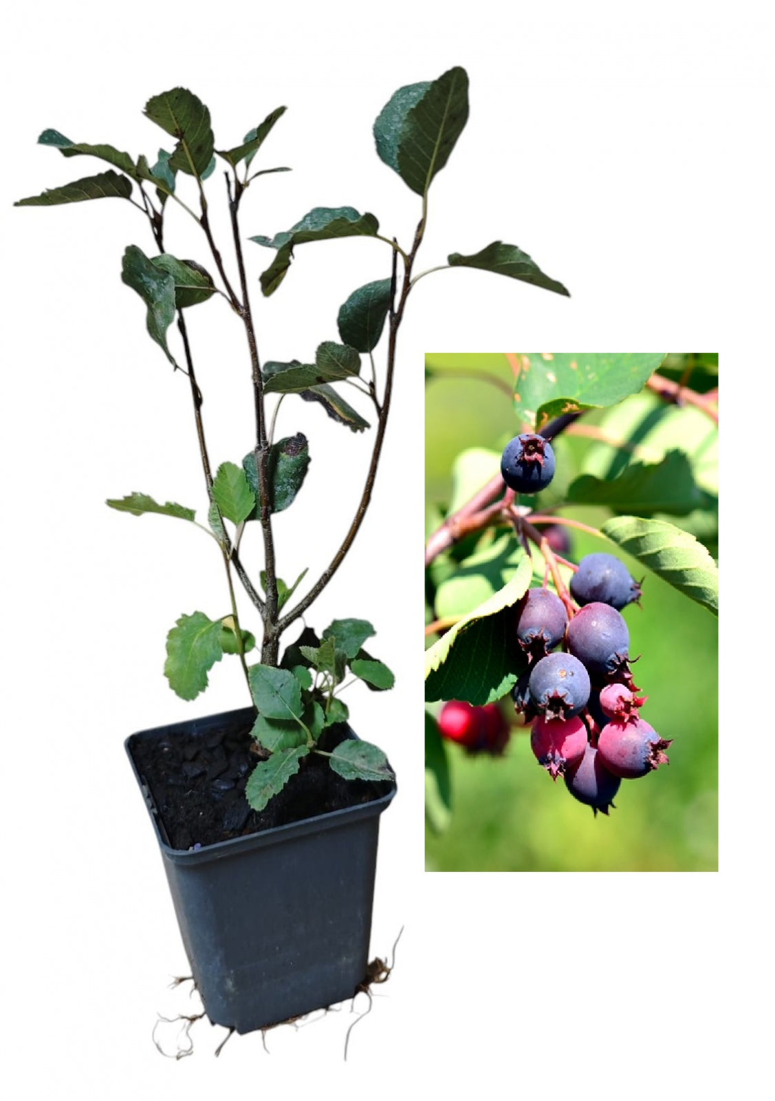 Afin Canadian Saskatoon Honeywood (Amelanchier) - Butaș 2 ani 20-40 cm