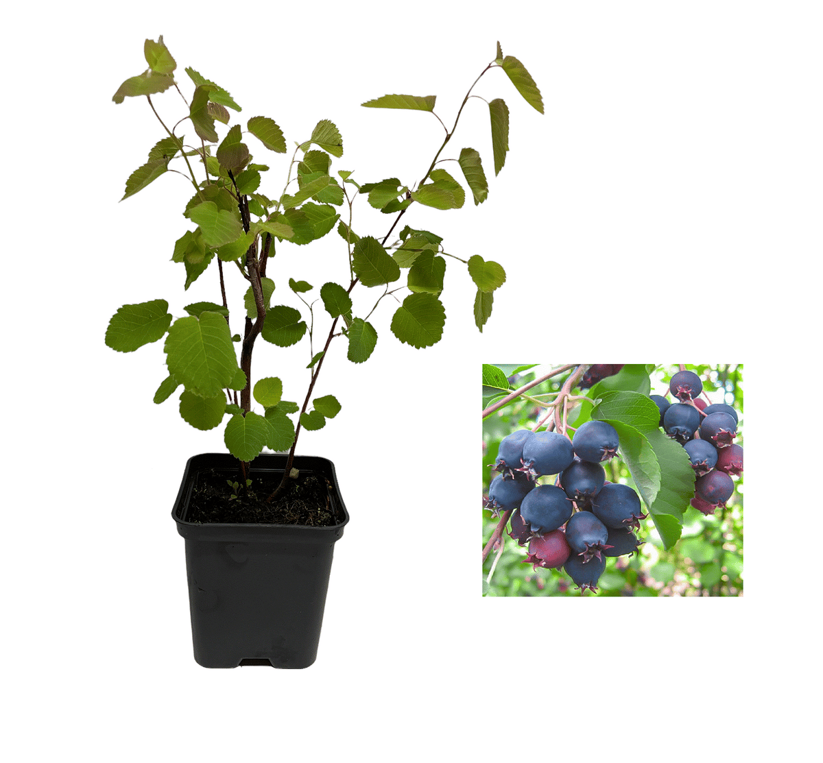 Afin Canadian Saskatoon Northline (Amelanchier) - Butaș 2 ani
