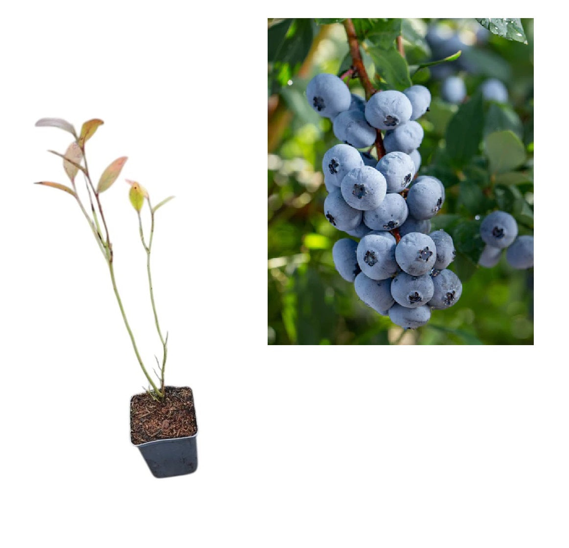 Afin de Cultură Bluegold (Vaccinium Corymbosum) - Tufă 2 ani la ghiveci