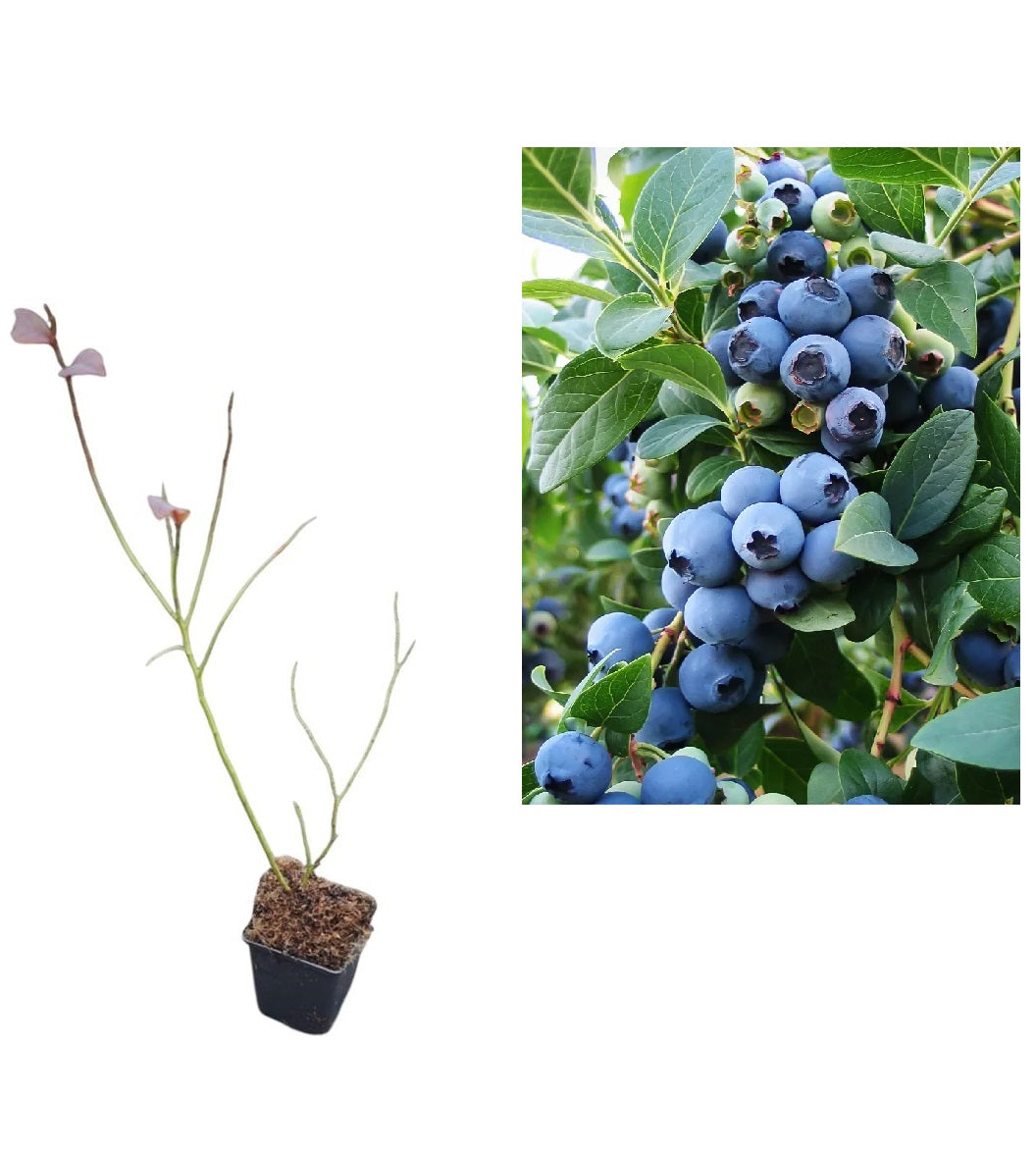 Afin de Cultură Bluejay (Vaccinium Corymbosum) - Tufă 2 ani la ghiveci