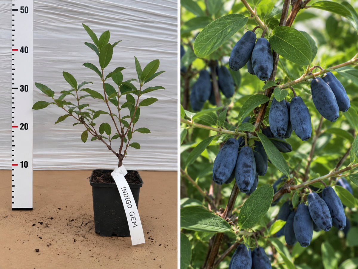 Afin Siberian Indigo Gem (Lonicera Kamtschatica) - Butaș 20-30 cm