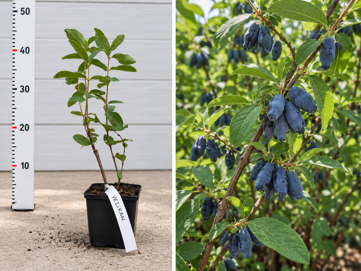 Afin Siberian Velikan Lonicera Kamtschatica - Butaș 20-30 cm