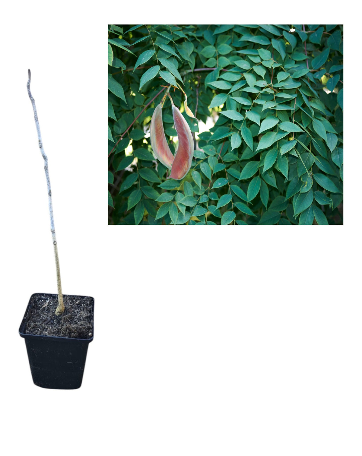 Arborele de Cafea din Kentucky (Gymnocladus Dioicus) - Puiet 20-30 cm
