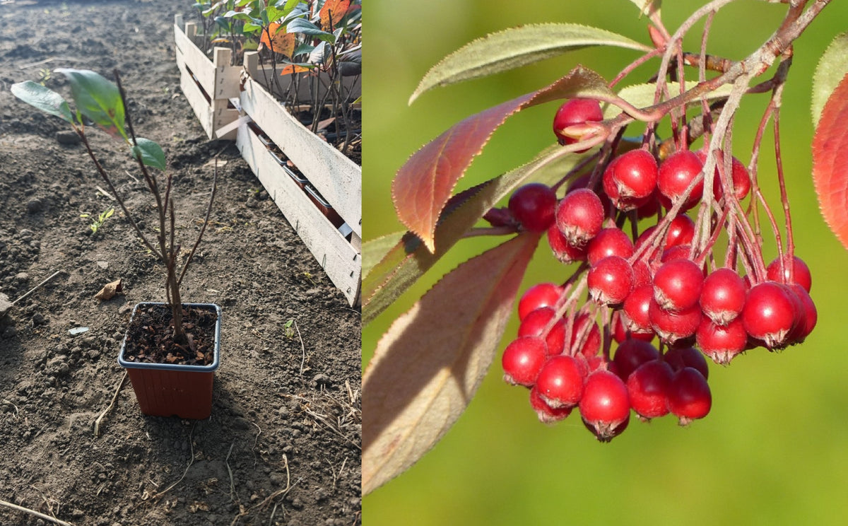 Aronia Roșie Brilliant (Aronia Arbutifolia) - Butaș 40-60 cm