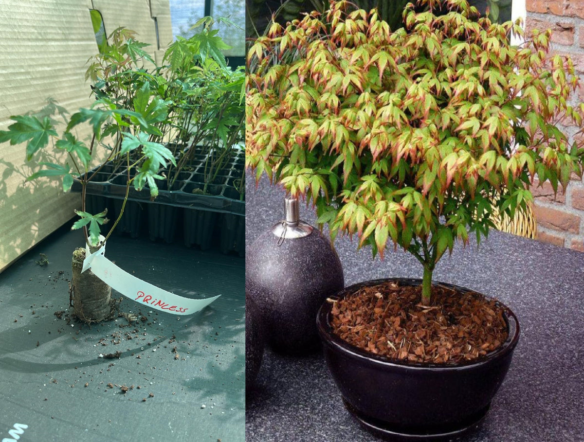 Arțar Japonez Pitic Little Princess (Acer Palmatum) - Puiet 20-30 cm