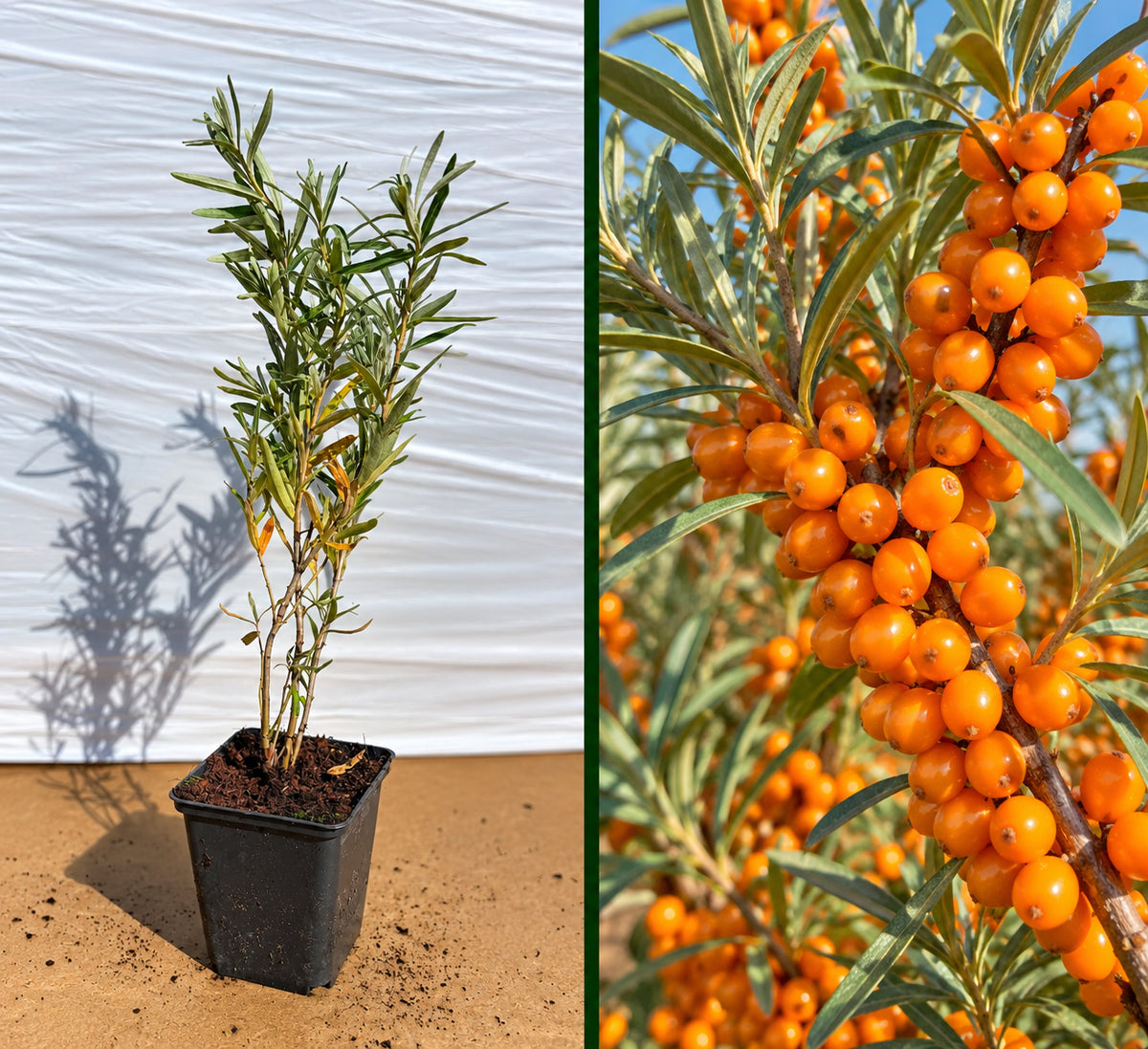 Cătină Autofertilă Friesdorfer Orange - Butaș la ghiveci, 20-40 cm
