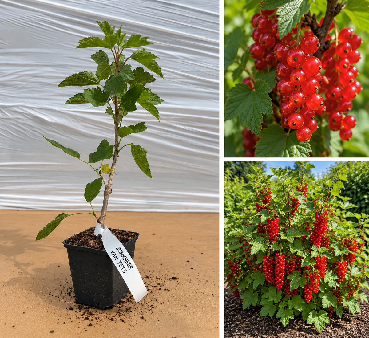 Coacăz Roșu Jonkheer van Tets (Ribes Rubrum) - Butaș la ghiveci, 20-30 cm