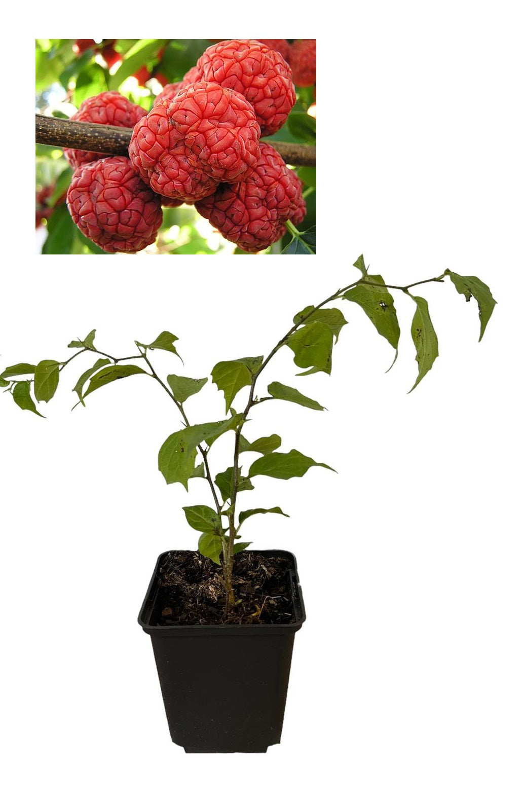 Copacul Che (Cudrania Tricuspidata) - Puiet la ghiveci, 20-40 cm