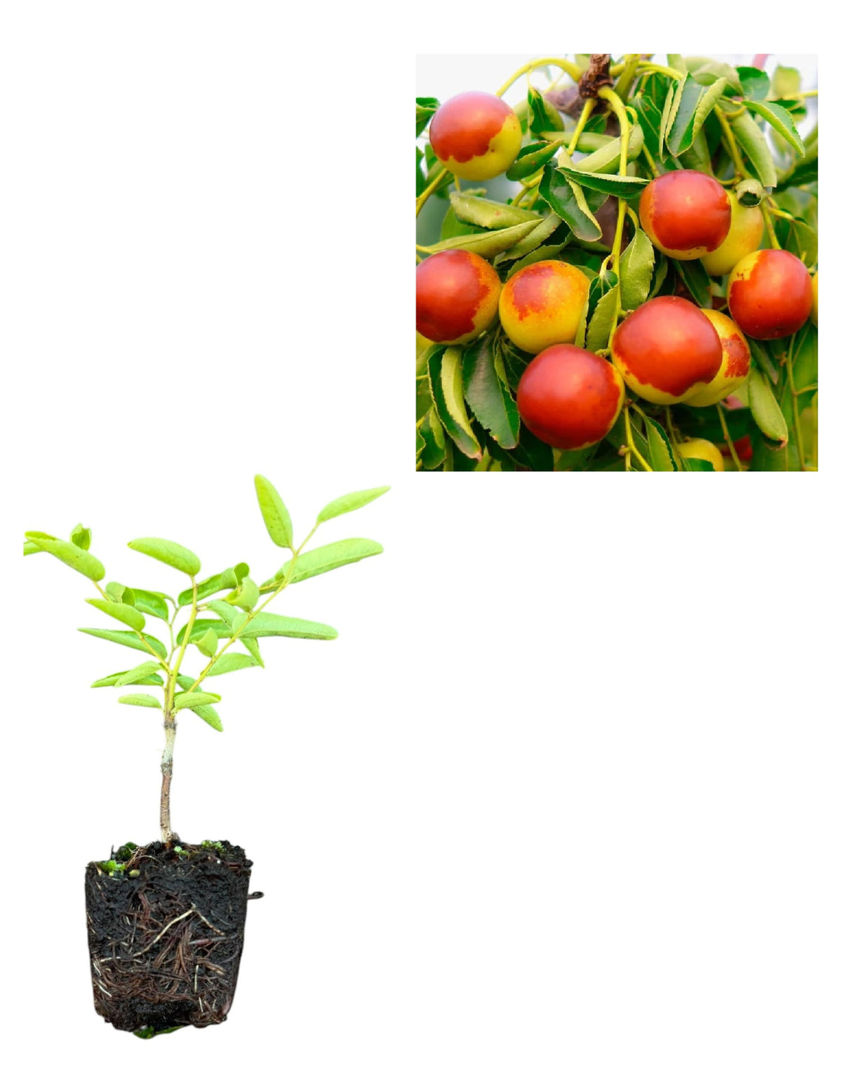 Curmal Chinezesc Dong Autofertil (Ziziphus Jujuba) - Puiet 10-20 cm