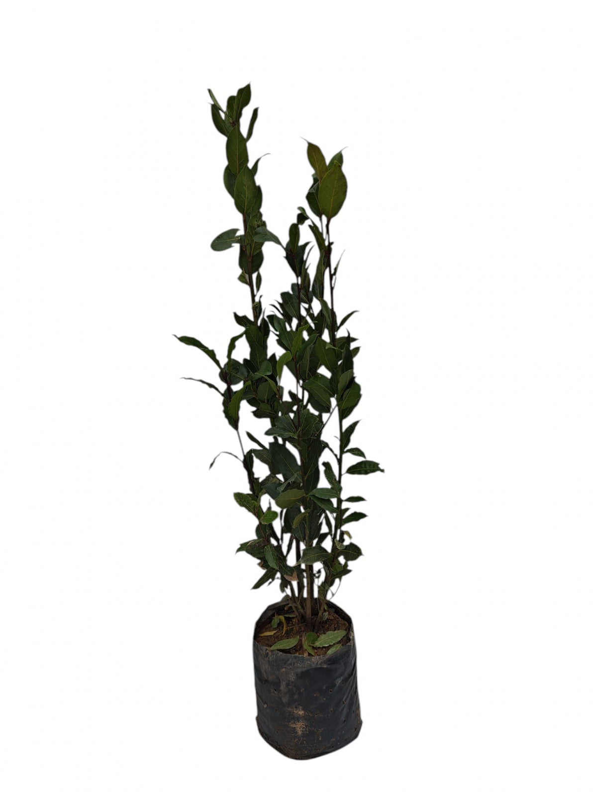Dafin Comestibil (Laurus Nobilis) - Tufă aromatică, 40-60 cm