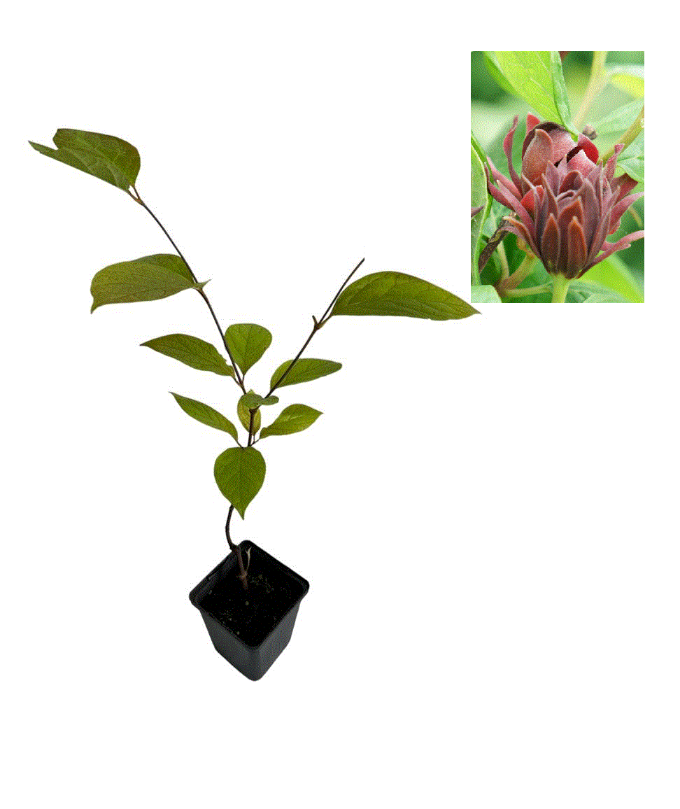 Garofiță Piperată Calycanthus Floridus - Butaș la tăviță, 10-20 cm