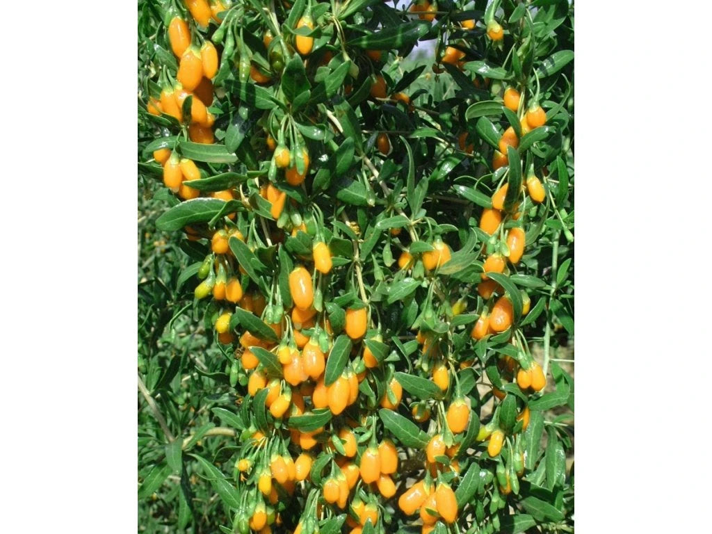 Goji Galben Amber Sweet (Lycium Barbarum) - Butaș fructifer la ghiveci