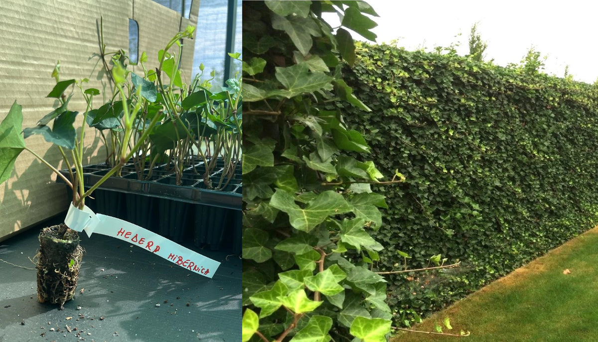 Iederă Irlandeză Veșnic Verde (Hedera Hibernica) - Butași tăviță 10-20 cm