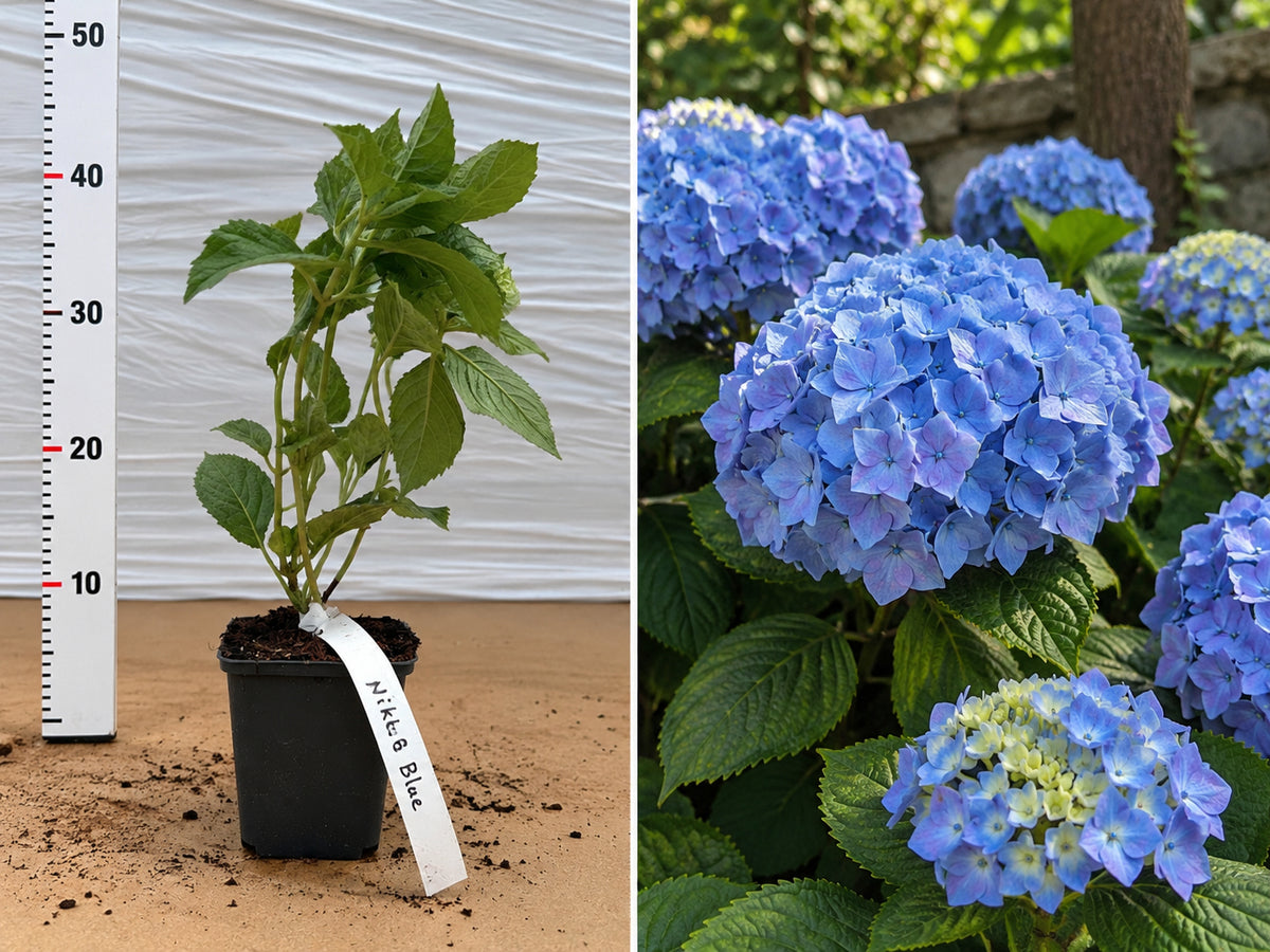 Hortensie Albastră Nikko Blue (Macrophylla) - Ghiveci 20-30 cm