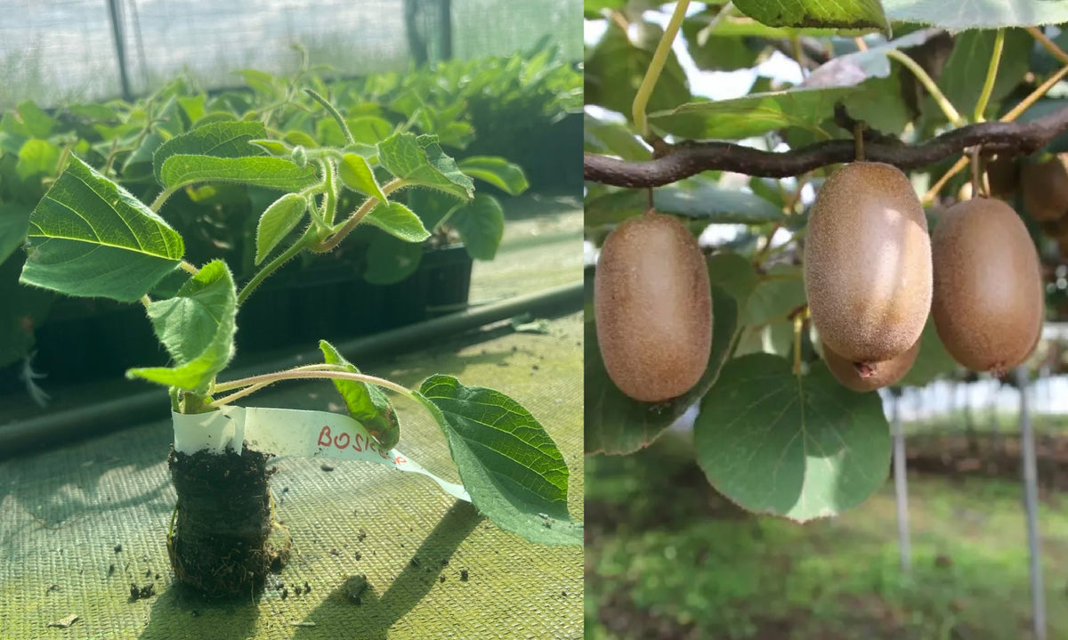Kiwi Boskoop Autofertil (Actinidia Deliciosa) - Butaș 5-10 cm