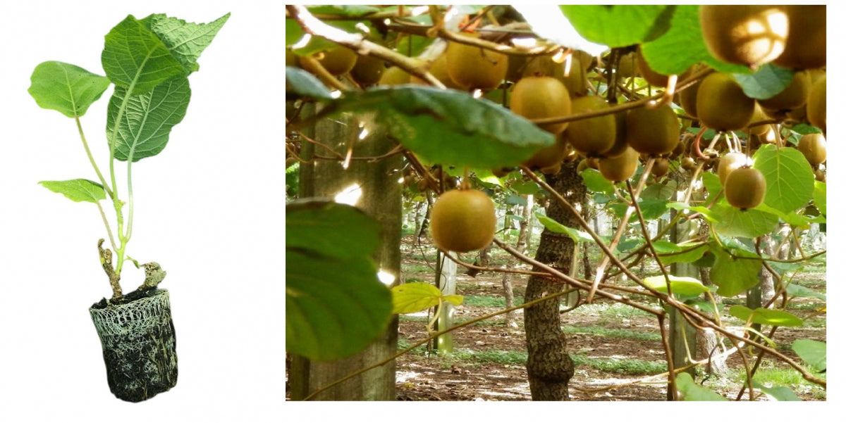 Kiwi Jenny Autofertil (Actinidia Deliciosa) - Butaș la tăviță, 5-10 cm