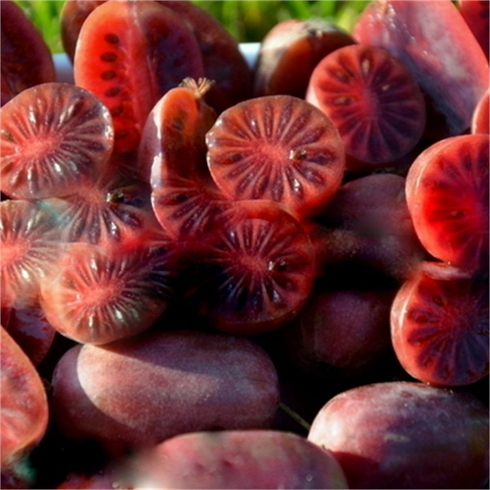 Mini Kiwi Roșu Ken's Red (Actinidia Arguta) - Butaș tânăr, 5-10 cm