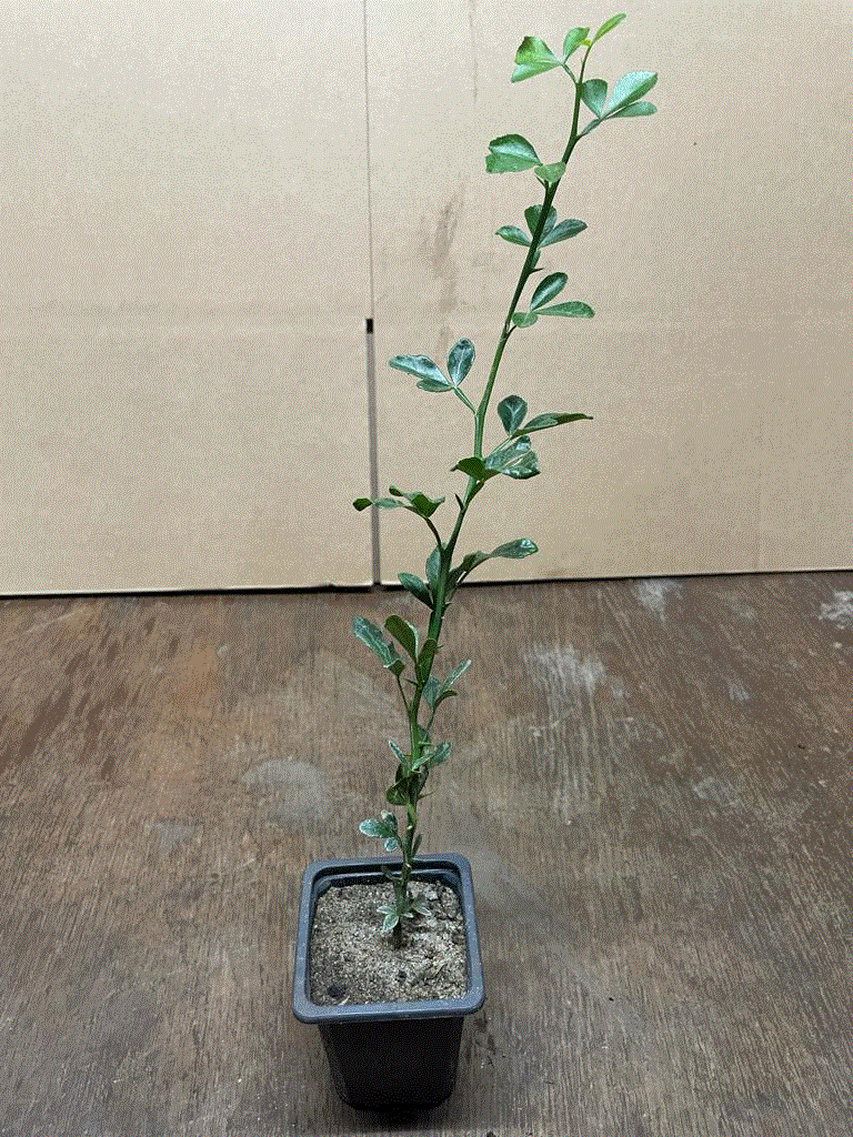 Lămâi Rezistent la Ger (Poncirus Trifoliata) - Pom anul 3, 60-100 cm